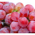 fresh grape fruit red grape table grape  for sale